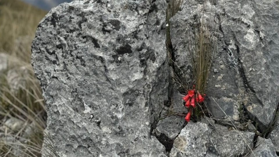 🌠 #212 Weihnachten, Wandern und Wachsen