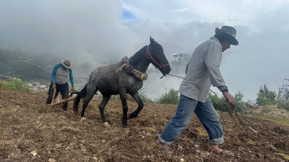 🦊 #213 Schlaufuchs, angemalter Pass und ein schwerer Unfall